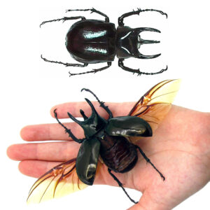 Chalcosoma caucasus rhinoceros beetle Indonesia