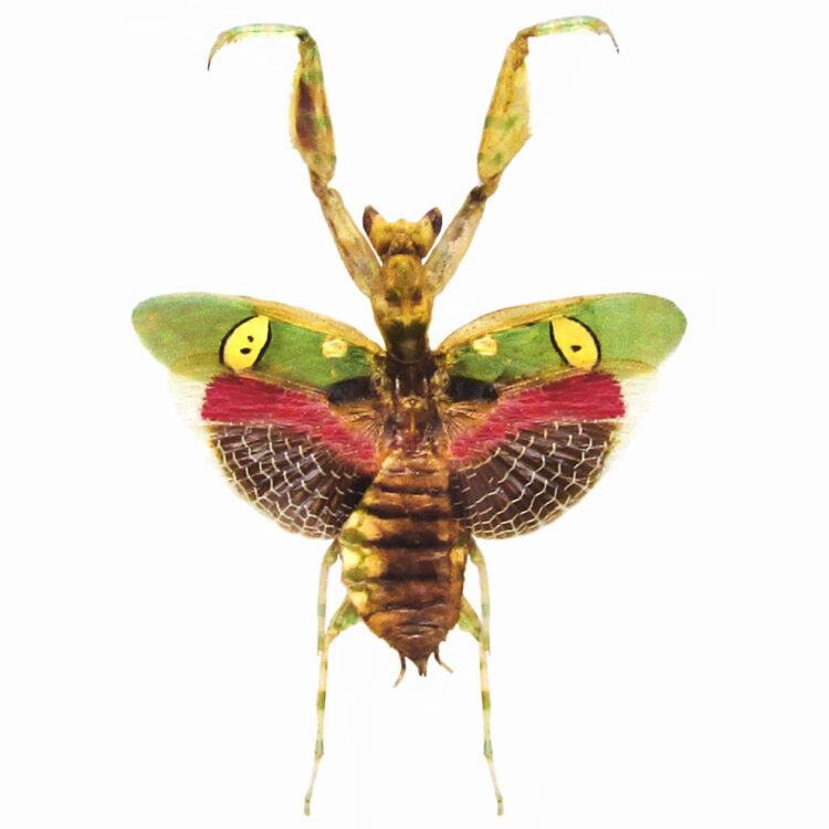 Creobroter gemmatus pink green praying mantis female Indonesia