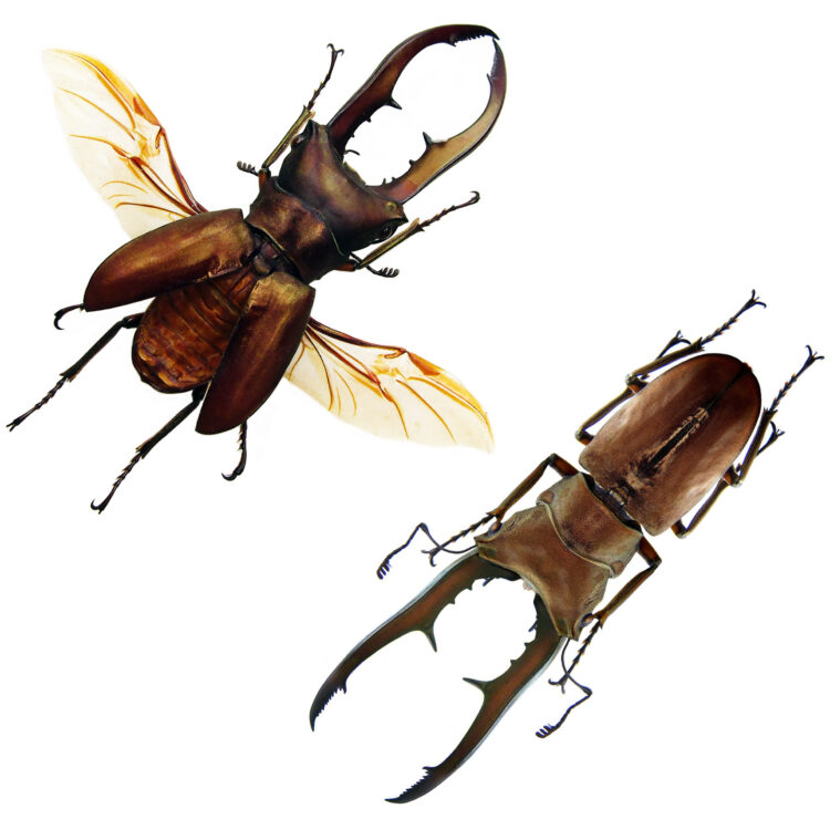 Cyclommatus metallifer stag beetle Indonesia