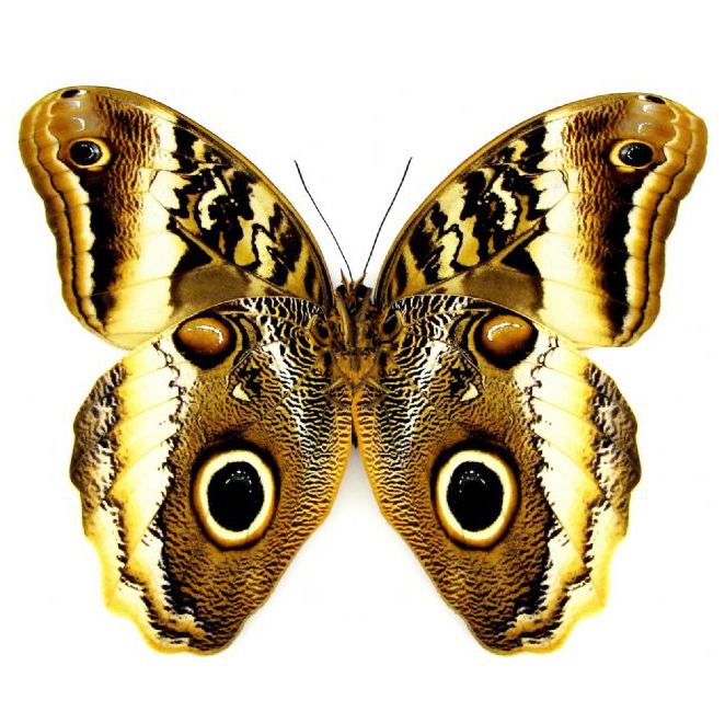 Caligo atreus VERSO "Yellow-Edged Giant Owl" gold butterfly Peru