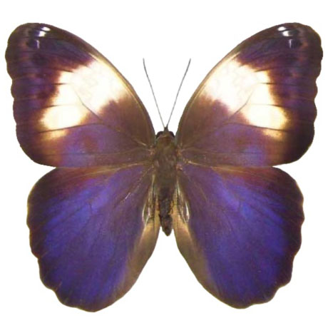 Caligo martia purple owl butterfly Paraguay RARE