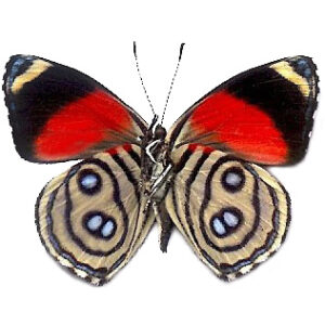 Callicore hystaspes VERSO red yellow butterfly Peru