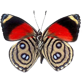 Callicore hystaspes VERSO red yellow butterfly Peru
