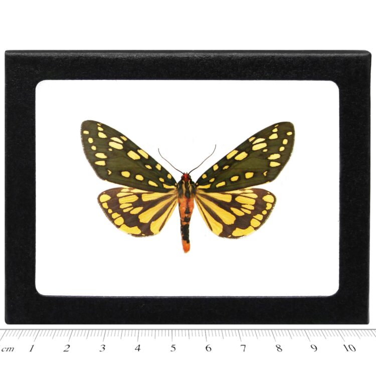 Callindra principalis green yellow day flying moth China (CIRS)