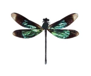 Calopteryx virgo green black dragonfly damselfly Indonesia