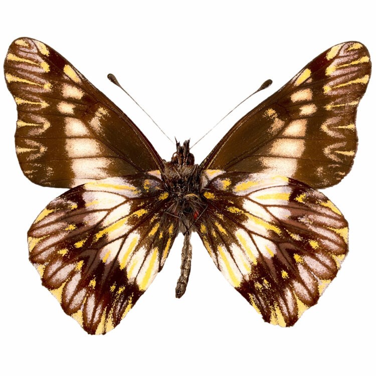 Catasticta nimbice VERSO "Dartwhite" yellow black butterfly Peru