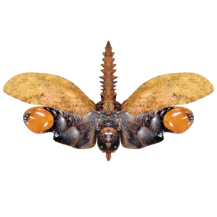 Cathedra serrata saw tooth fulgorid Peru