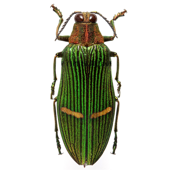 Catoxantha opulenta green buprestid beetle Malaysia