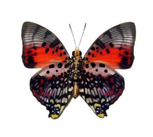 Charaxes zingha VERSO "Shining Red Charaxes" red pink butterfly Africa