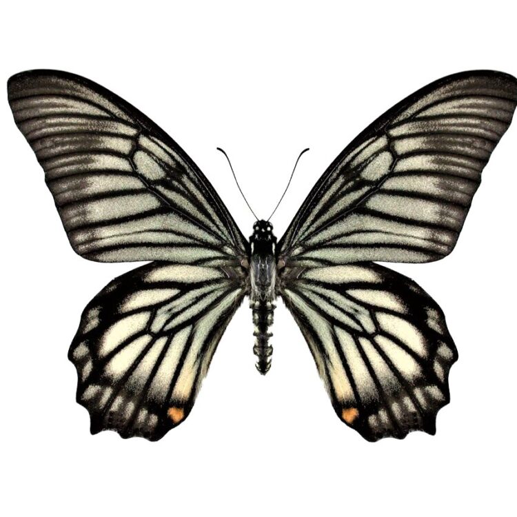 Chilasa veiovis black white butterfly Indonesia