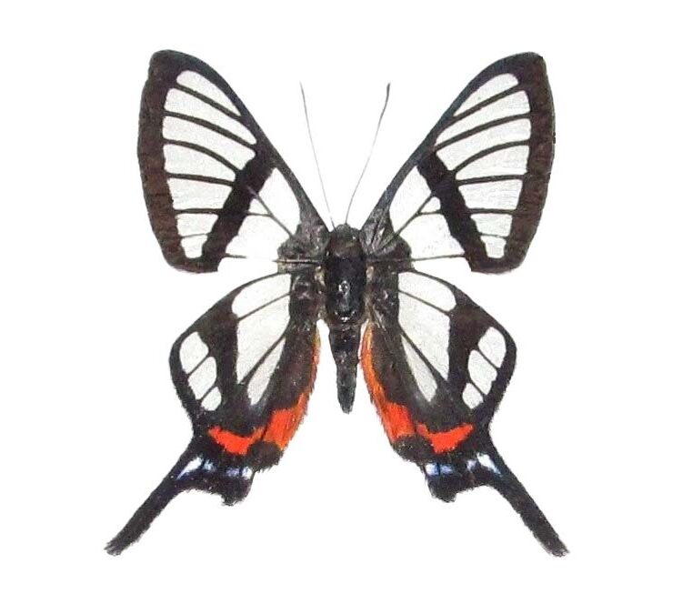 Chorinea sylphinia "Sylphinia Angel" red black clearwing butterfly Peru