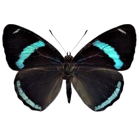 Diaethria clymena RECTO "Cramer's Eighty-Eight" blue black butterfly Peru