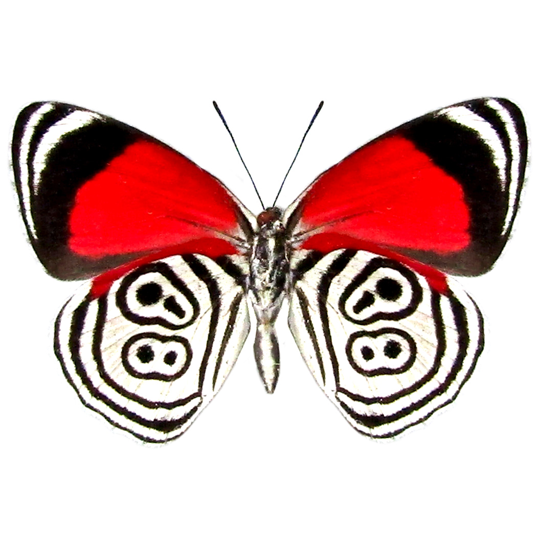 eighty eight – BicBugs