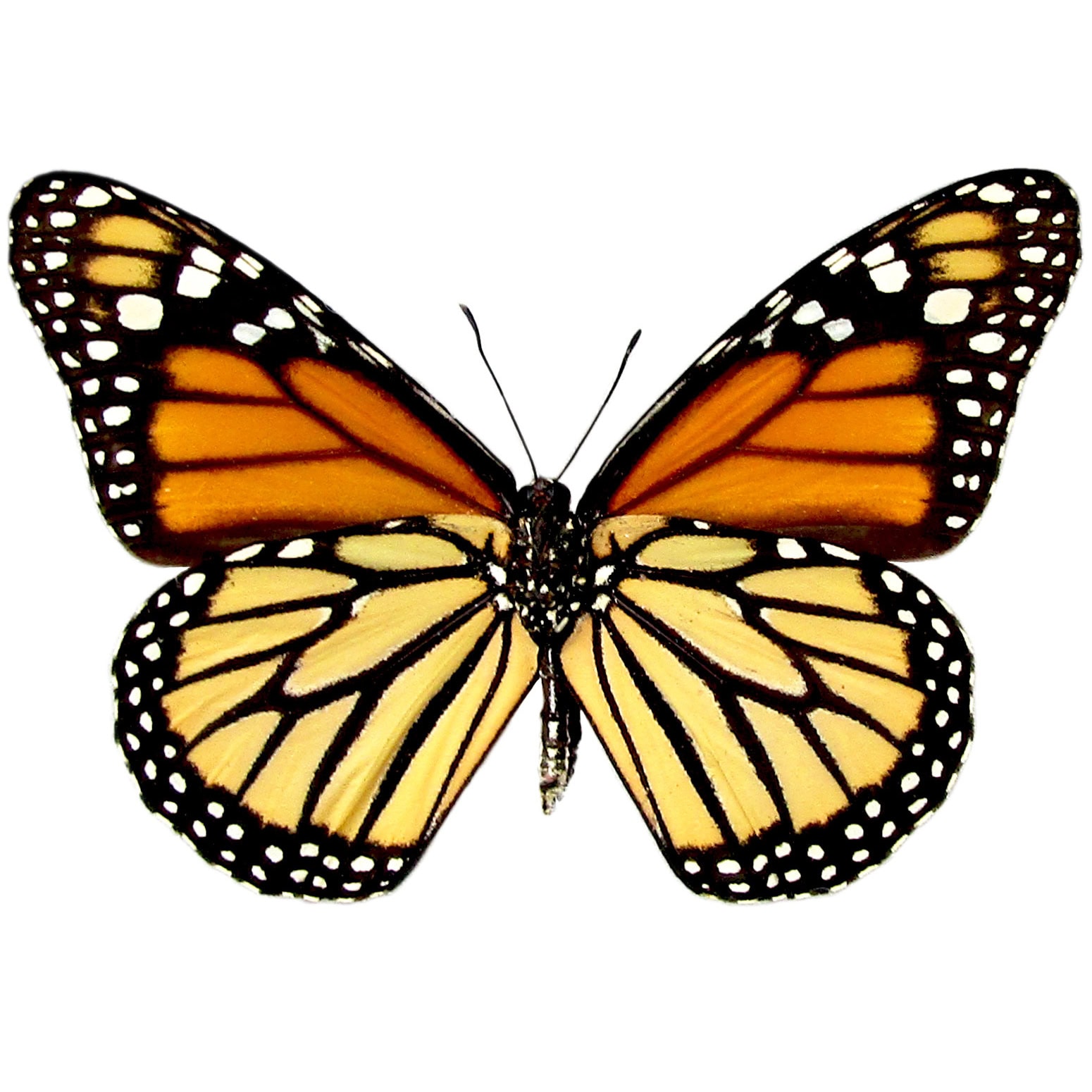 BicBugs Danaus plexippus VERSO \, image size:1550x1550