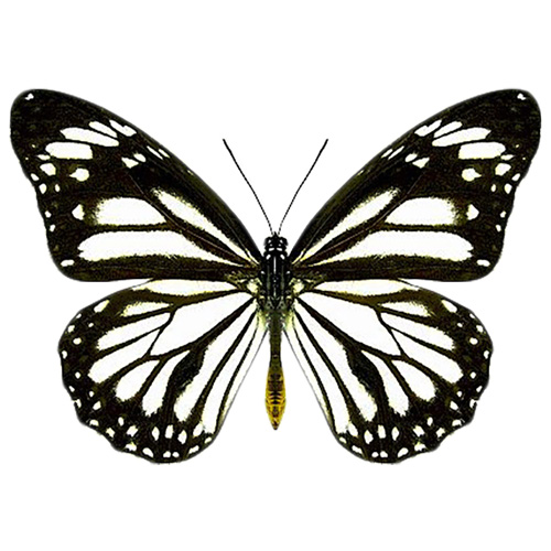 Danaus melanippus "White Tiger" monarch mimic butterfly Philippines