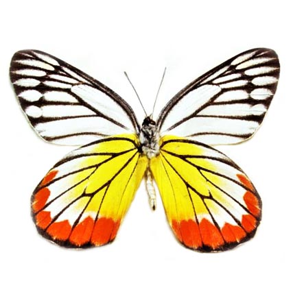 Delias hyparete VERSO "Painted Jezebel" red yellow butterfly Indonesia