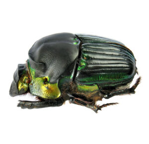 Diabroctis mimas green black scarab dung beetle Brazil RARE