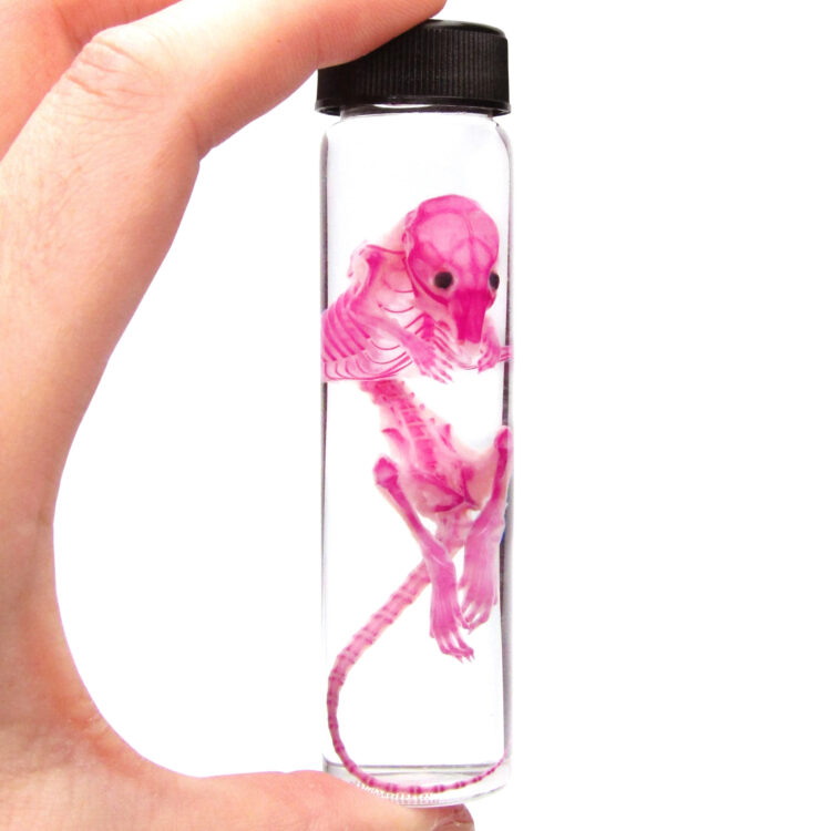 Mouse pink skeletonized diaphonized wet specimen