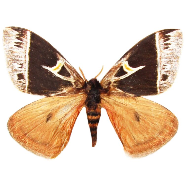 Dirphia horcana moth Costa Rica (CIRS)