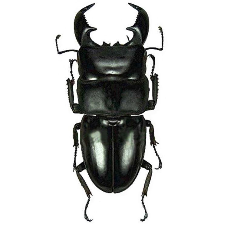 Dorcus titanus yasuokai stag beetle Malaysia