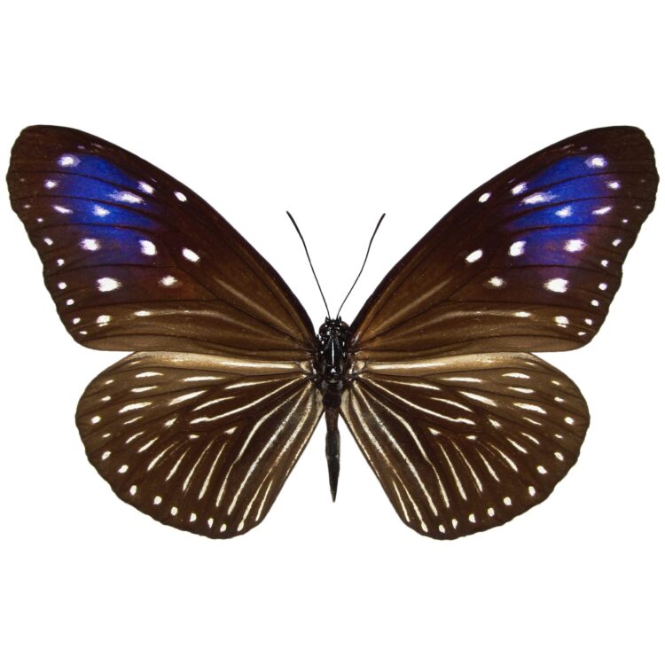 Euploea mulciber FEMALE "Striped Blue Crow" black butterfly Malaysia