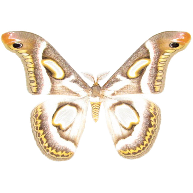 Epiphora rectifascia white gold saturn moth Africa