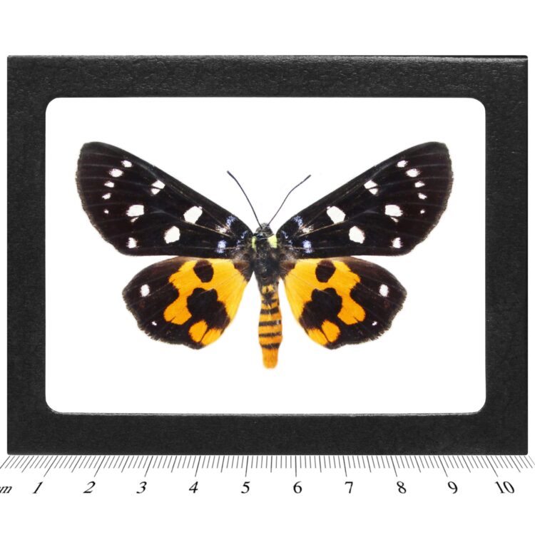 Episteme nipalensis day flying moth India RARE (CIRS)