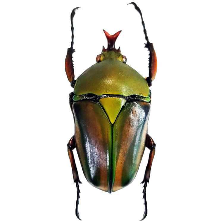 Eudicella schultzeorum green snake tongue scarab beetle Africa