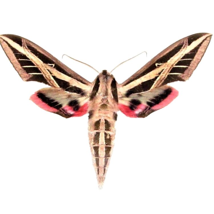 Eumorpha fasciatus "Banded Sphinx" black pink moth Florida
