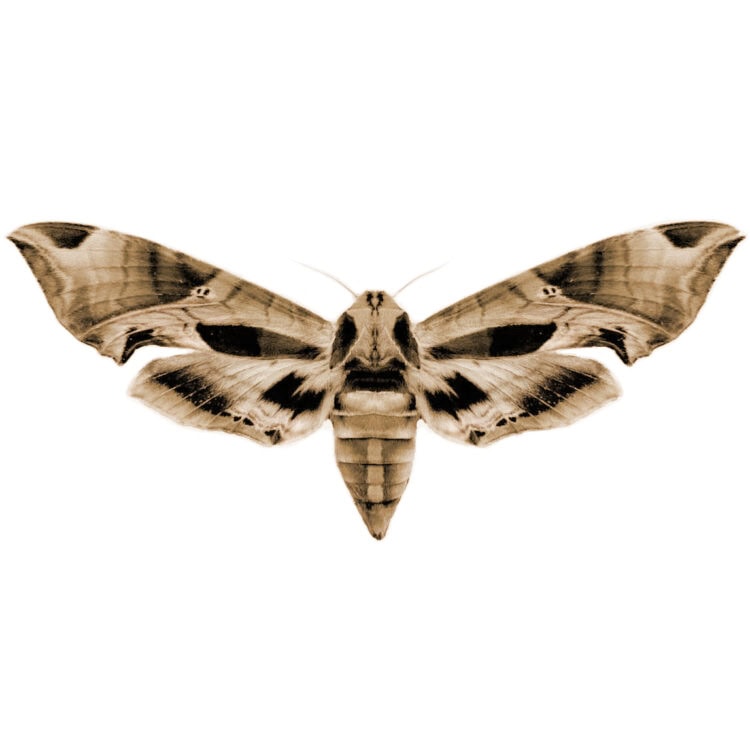 Eumorpha-pandorus-STOCK