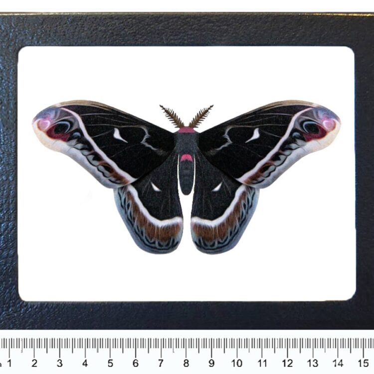 Eupackardia calleta REPLICA framed black saturn moth Arizona USA