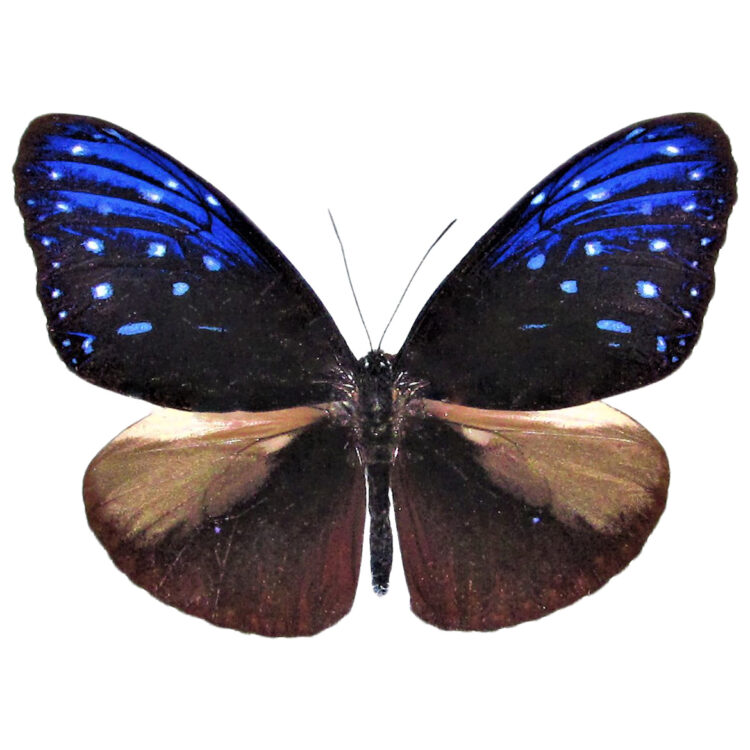Euploea mulciber MALE "Striped Blue Crow" black butterfly Malaysia