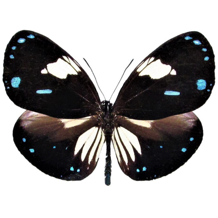 Euploea rhadamanthus "Magpie Crow" black blue white butterfly Malaysia