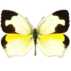 Eurema mexicana "Wolf-Face Sulphur" yellow white butterfly Arizona USA