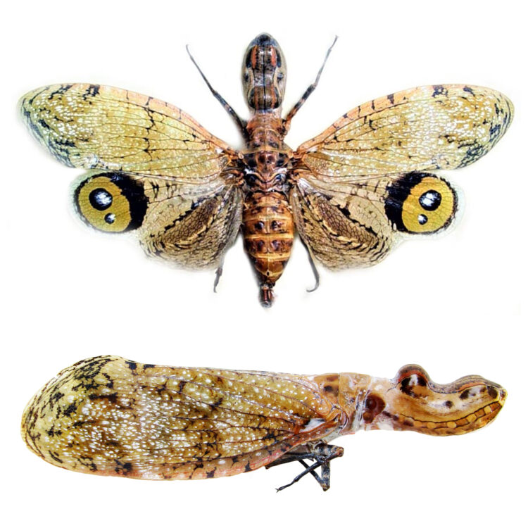 Fulgora laternaria peanuthead lantern fly fulgorid Peru