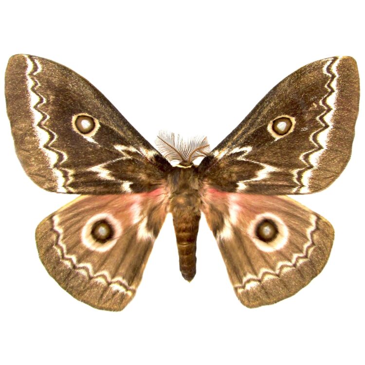 Gonimbrasia tyrrhea "ZigZag Emperor" pink saturn moth Africa (CIRS)