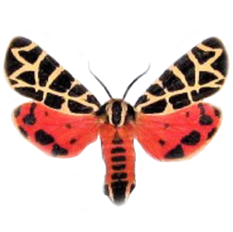Grammia incorrupta pink red tiger moth Arizona USA