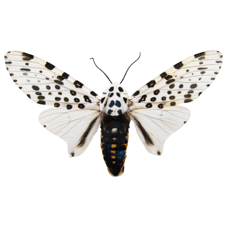 Hypercompe scribonia white black leopard moth USA