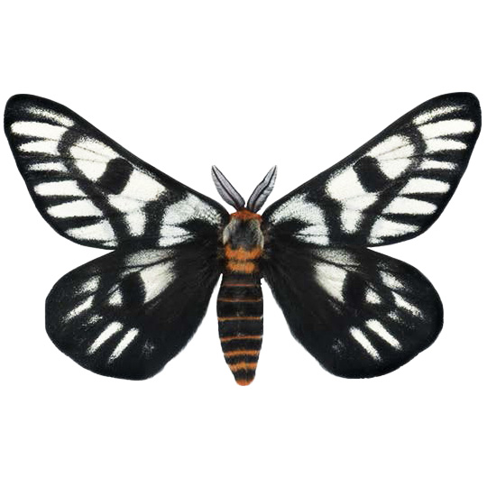 Hemileuca hera black white day flying moth Colorado USA