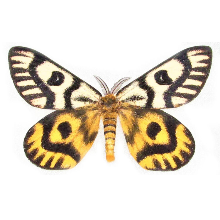 Hemileuca nuttalli "Nuttal's Sheep moth" black yellow orange day flying moth Utah USA