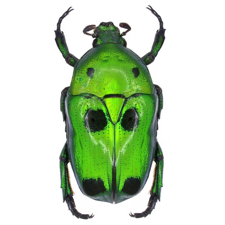Heterorrhina sexmaculata green black scarab beetle Indonesia