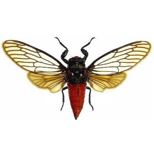 Huechys incarnata "Red Devil cicada" Indonesia