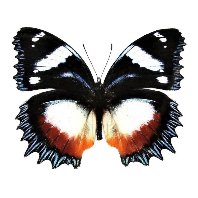 Hypolimnas dexithea red blue white black butterfly Madagascar
