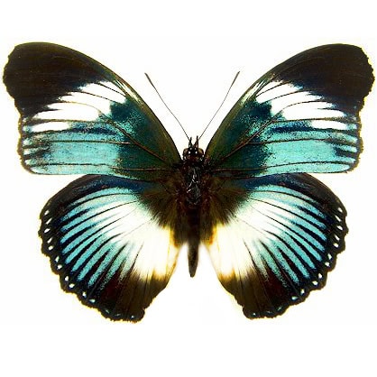 Hypolimnas monteironis "Black-Tipped Diadem" blue white butterfly Africa