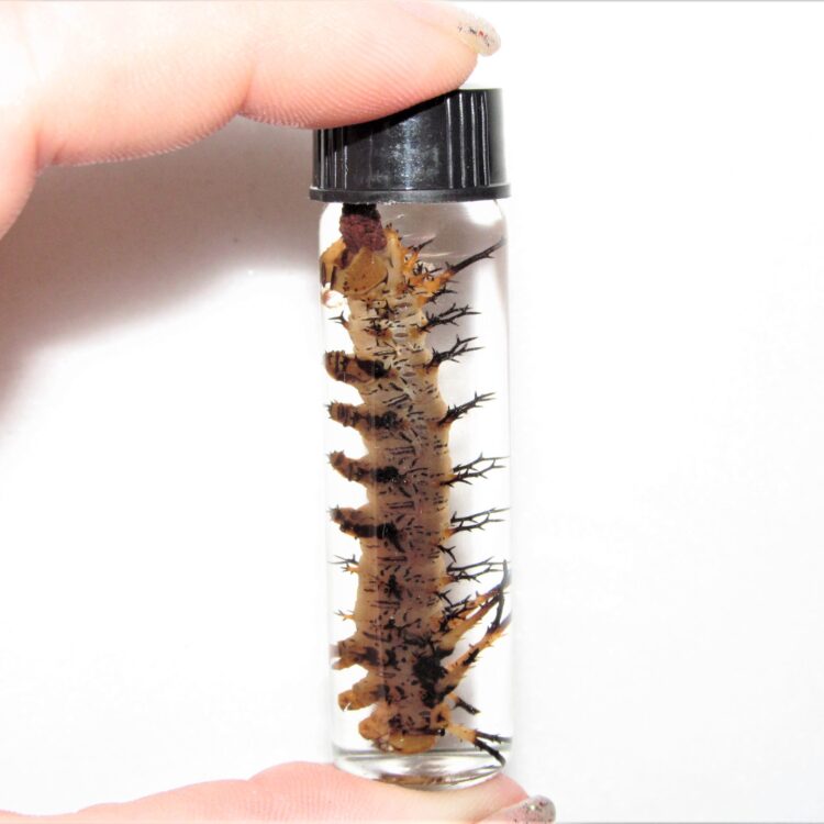 hickory horned devil Citheronia splendens caterpillar preserved wet specimen