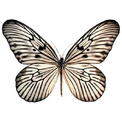 Idea blanchardi "Blanchard's Ghost" black white butterfly Indonesia