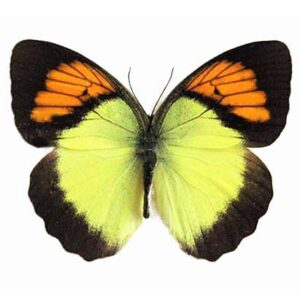 Ixias pyrene "Yellow Orangetip" butterfly Thailand