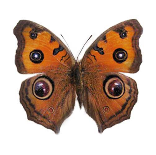 Junonia almana "Peacock Pansy" orange buckeye butterfly Malaysia