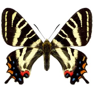 BUTTERFLY - 朱世赫FL Seascape Butterfly Asterope markii, Callithea davisi