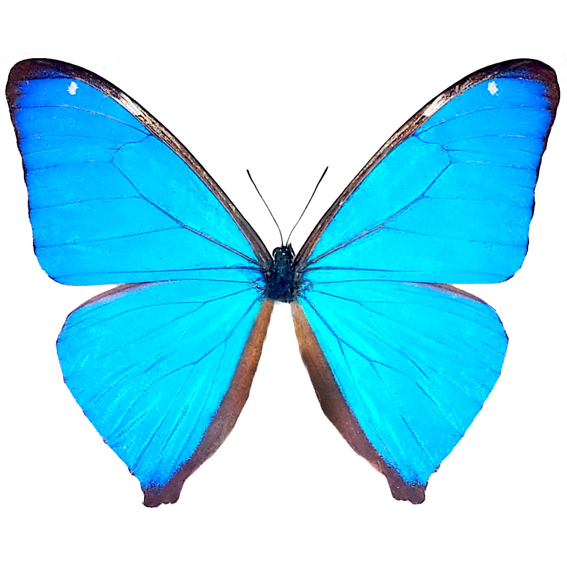 Morpho Aega  標本 本物 BicBugs Morpho aega 